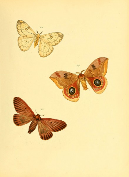 Sammlung neuer oder wenig bekannter aussereuropäischer Schmetterlinge (Plate 79) (6140444308)