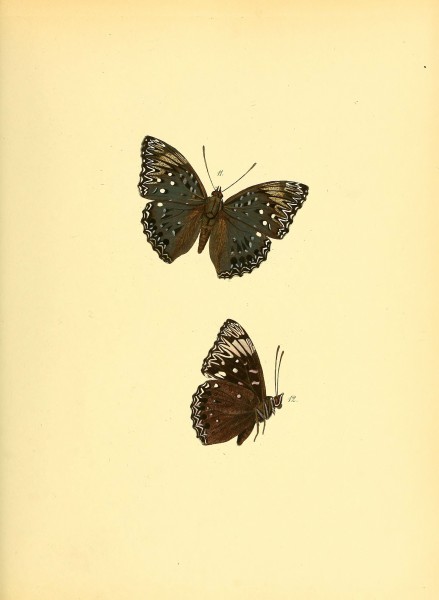 Sammlung neuer oder wenig bekannter aussereuropäischer Schmetterlinge (Plate 7) (6140419950)