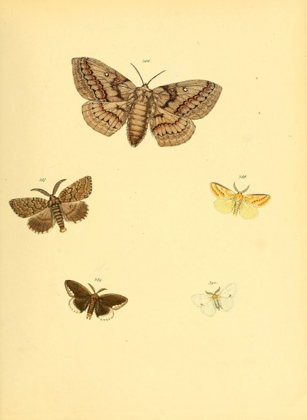 Sammlung neuer oder wenig bekannter aussereuropäischer Schmetterlinge (Plate 91) (6140458430)