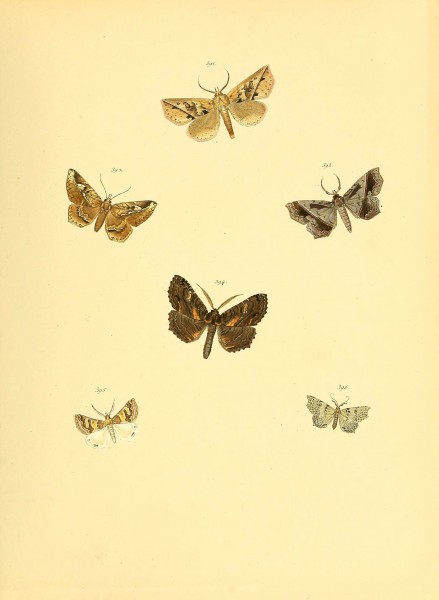 Sammlung neuer oder wenig bekannter aussereuropäischer Schmetterlinge (Plate 92) (6140458672)