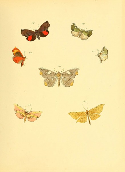 Sammlung neuer oder wenig bekannter aussereuropäischer Schmetterlinge (Plate 93) (6140458932)