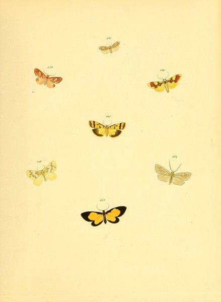 Sammlung neuer oder wenig bekannter aussereuropäischer Schmetterlinge (Plate 99) (6139908861)