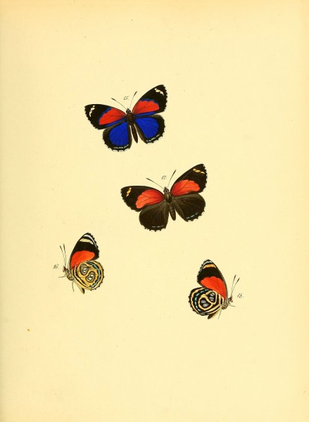 Sammlung neuer oder wenig bekannter aussereuropäischer Schmetterlinge (Plate 9) (6140420678)