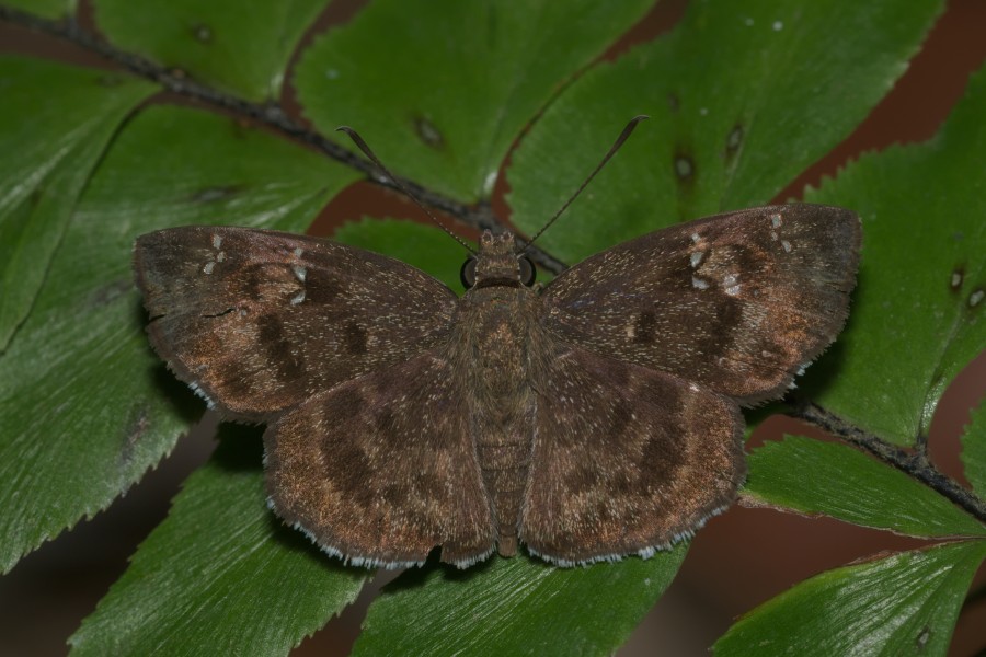 Sarangesa dasahara-Kadavoor-2016-04-02-001