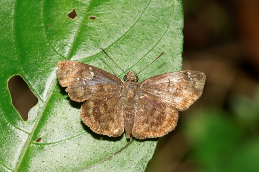 Sarangesa dasahara-Kadavoor-2016-07-30-001