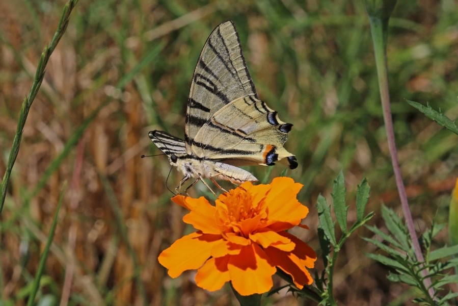 Scarce swallowtail (Iphiclides podalirius) underside Macedonia