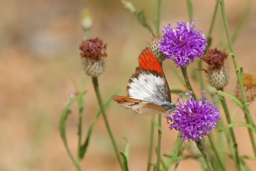Scarlet Tip (Colotis danae annae) male on Vernonia (Polydora poskeana) (16796495814)