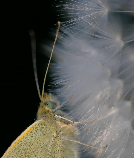 Schmetterlingsschlaf 6693