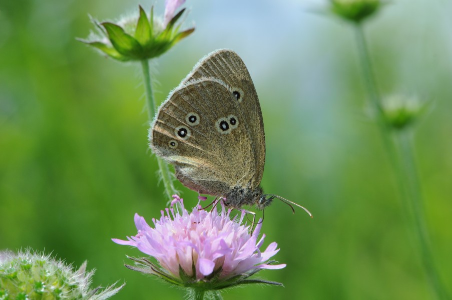 Schornsteinfeger Aphantopus hyperantus