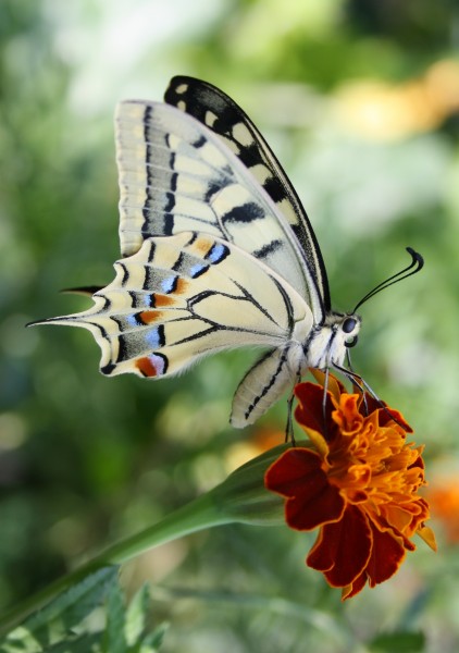 Schwalbenschwanz (Papilio machaon)