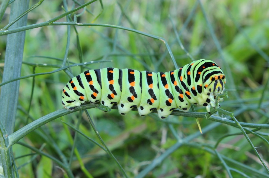 Schwalbenschwanz Papilio machaon