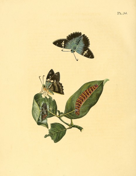 Sepp-Surinaamsche vlinders - pl 034 plate Astraptes fulgerator