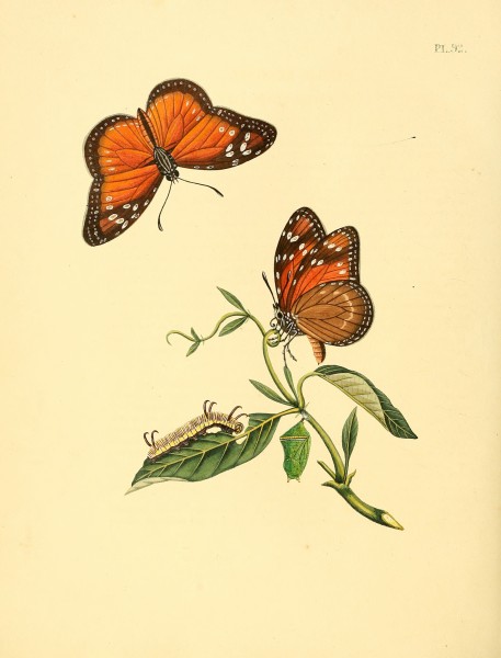 Sepp-Surinaamsche vlinders - pl 092 plate Danaus eresimus