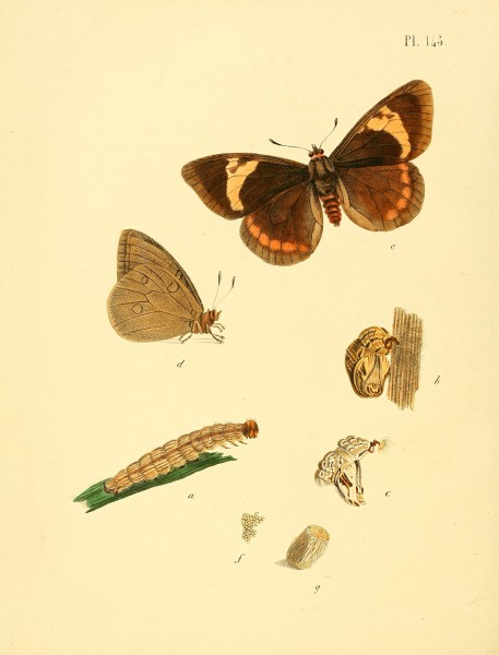 Sepp-Surinaamsche vlinders - pl 143 plate descr. as Papilio saphorae