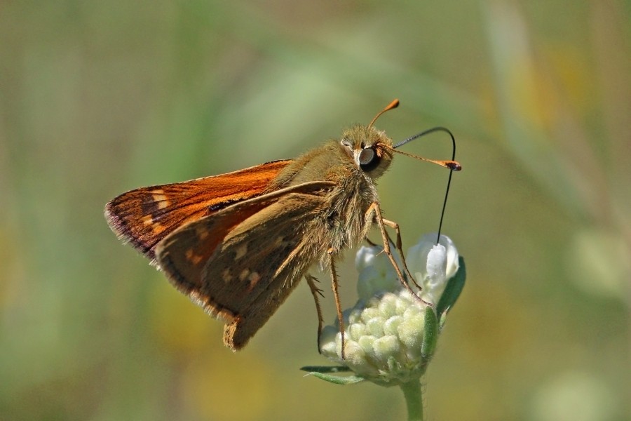 Silver-spotted skipper (Hesperia comma) male Bulgaria