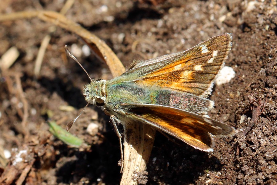 Silver-spotted skipper butterfly (Hesperia comma) female
