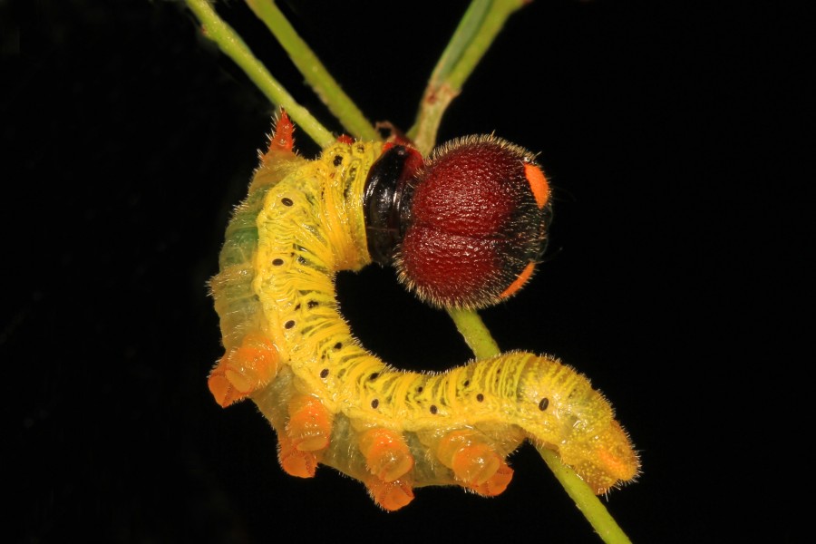 Silver-spotted Skipper caterpillar - Epargyreus clarus, Julie Metz Wetlands, Woodbridge, Virginia