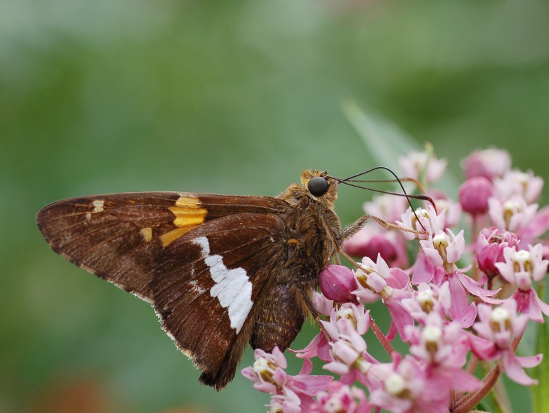 Silver-spotted Skipper Epargyreus clarus Milkweed