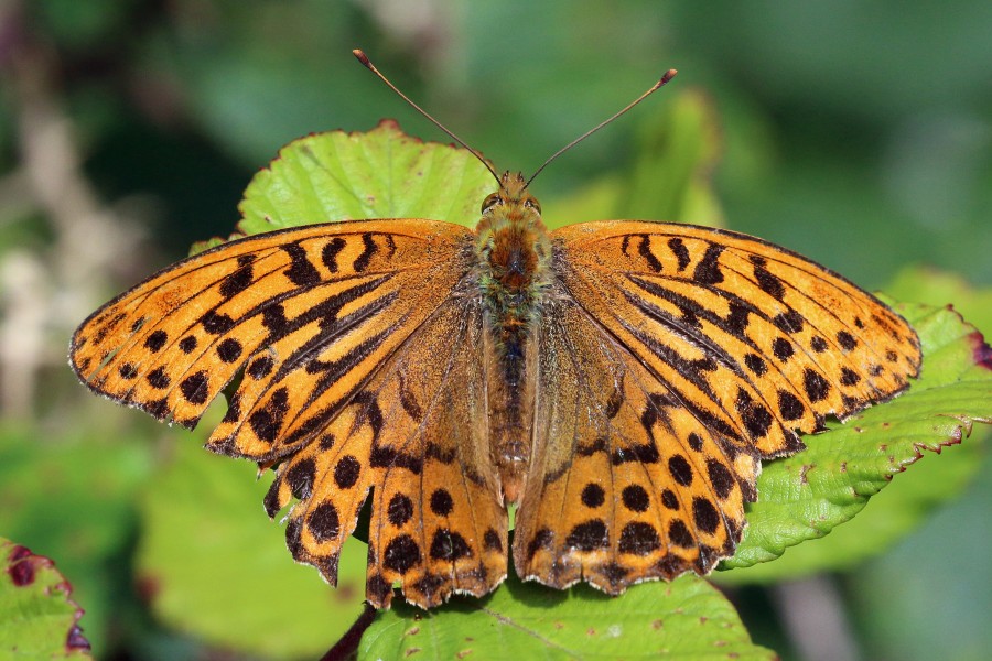 Silver-washed fritillary (Argynnis paphia) male