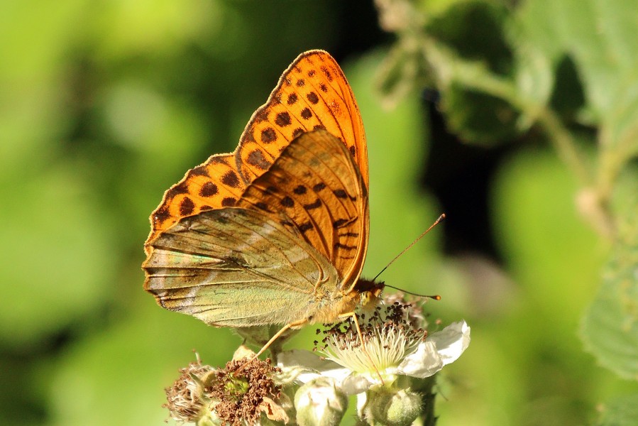 Silver-washed fritillary butterfly (Argynnis paphia) male underside 2