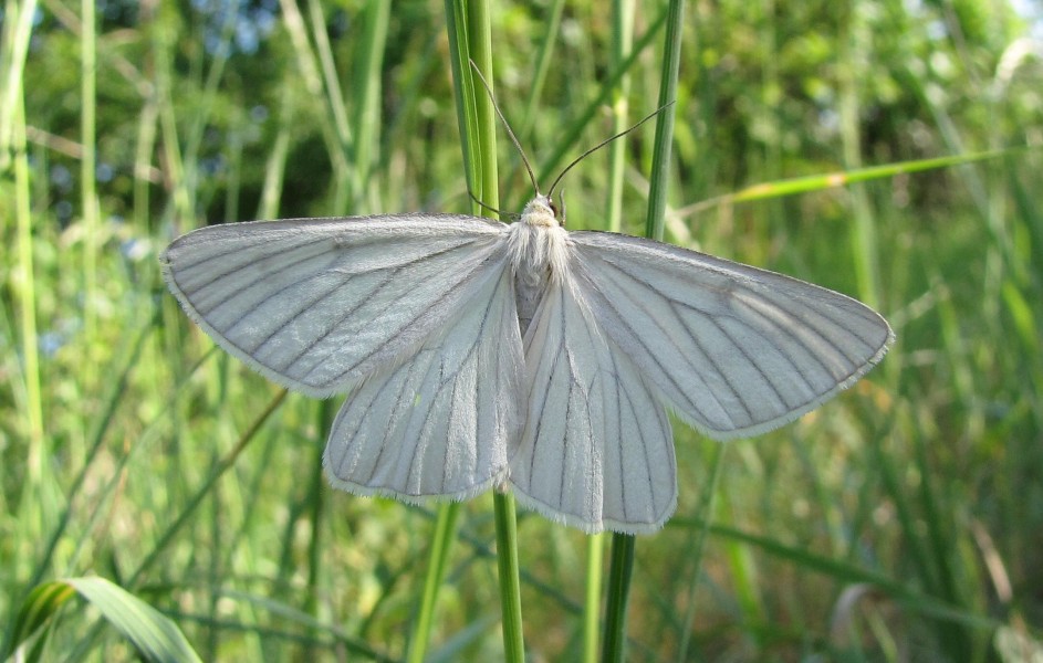 Siona lineata