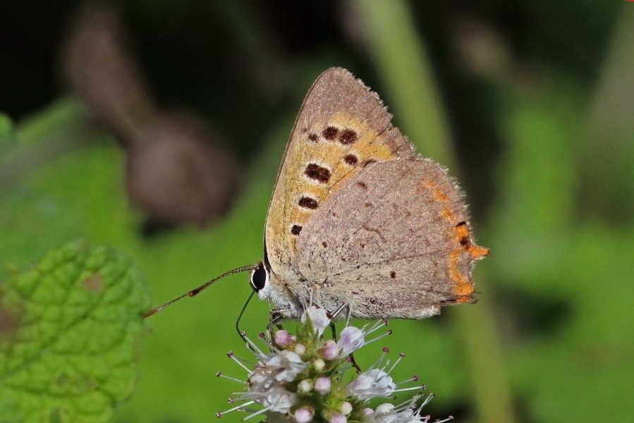 Small copper (Lycaena phlaeas phlaeas) male underside autumn brood