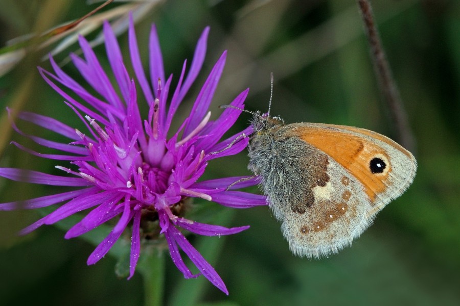 Small heath butterfly (Coenonympha pamphilus) 2