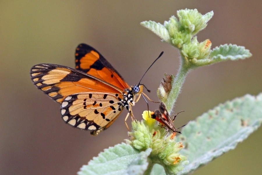 Small orange acraea (Acraea serena serena) male underside
