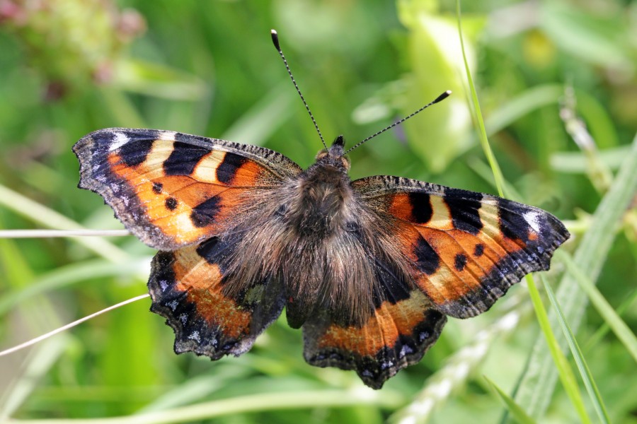 Small tortoiseshell (Aglais urticae L.) 5