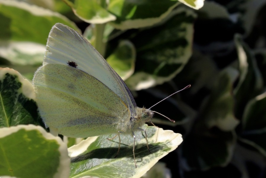 Small white (Pieris rapae) underside
