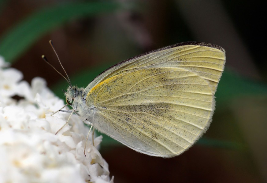 Small White November 2007