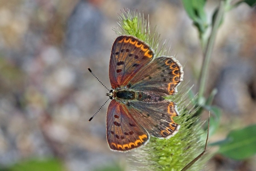 Sooty copper (Lycaena tityrus) female Bulgaria