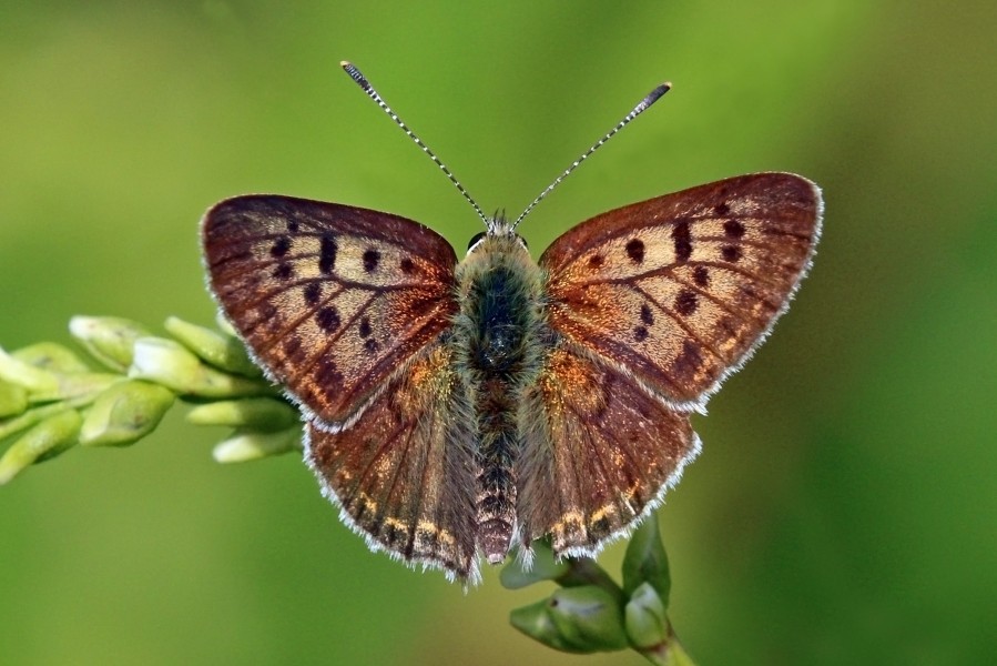 Sooty copper (Lycaena tityrus) male Pt