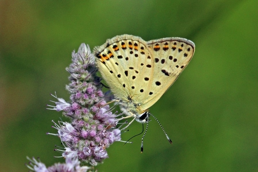 Sooty copper (Lycaena tityrus) male underside Bulgaria