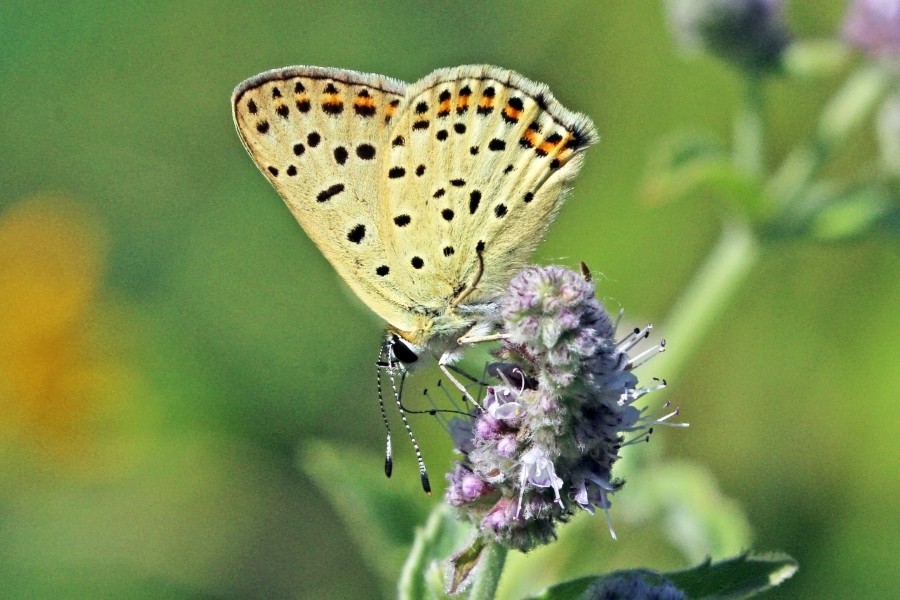 Sooty copper (Lycaena tityrus) male underside Bulgaria 2