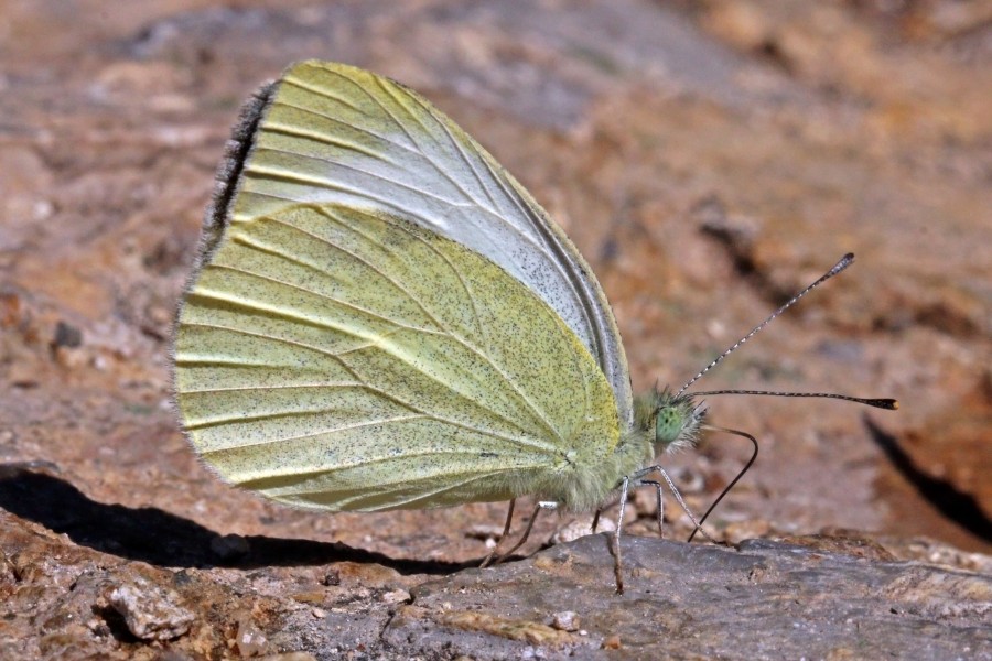 Southern small white (Pieris mannii) underside Macedonia
