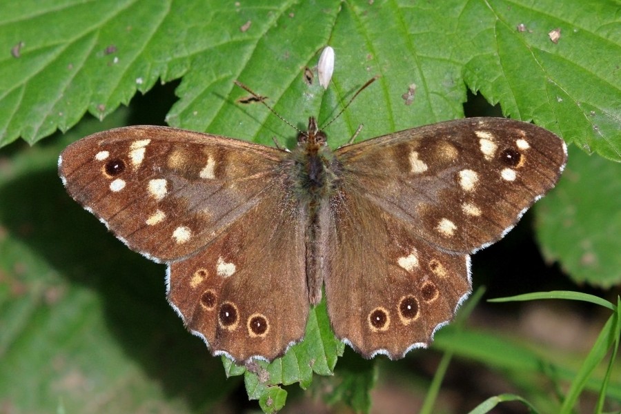 Speckled wood butterfly (Pararge aegeria tircis) male 2