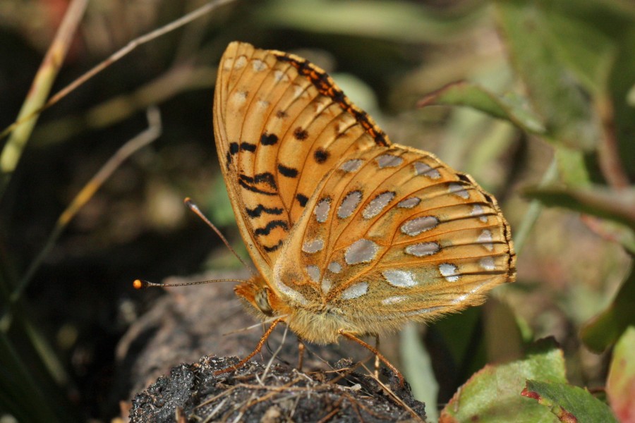 Speyeria coronis 3304