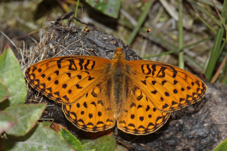Speyeria coronis 3313