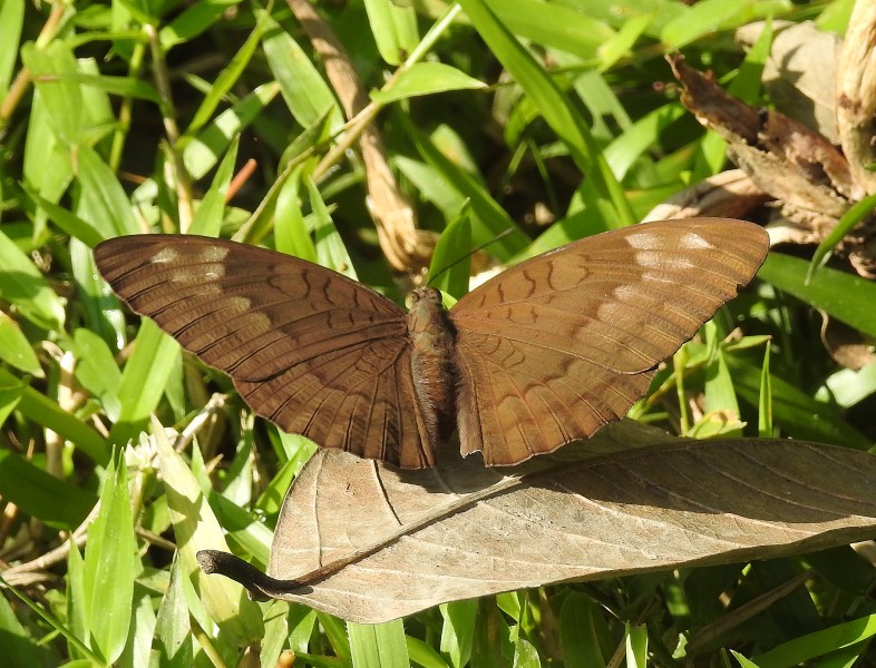 Streaked Baron Euthalia alpheda jama by Dr. Raju Kasambe DSCN2397 (11)