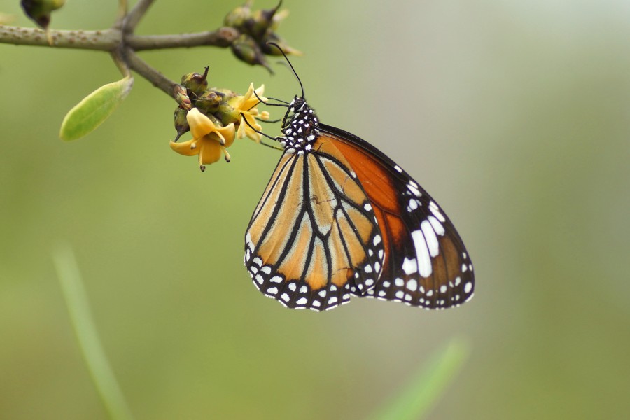 Striped Tiger