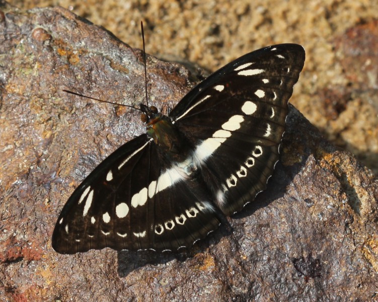 Studded sergeant butterfly