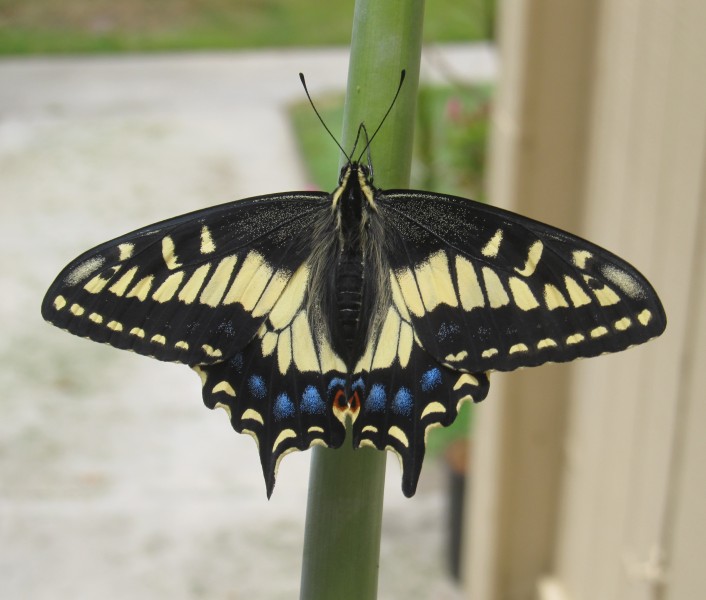 Swallowtail-Butterfly Newly-Opened June-2015