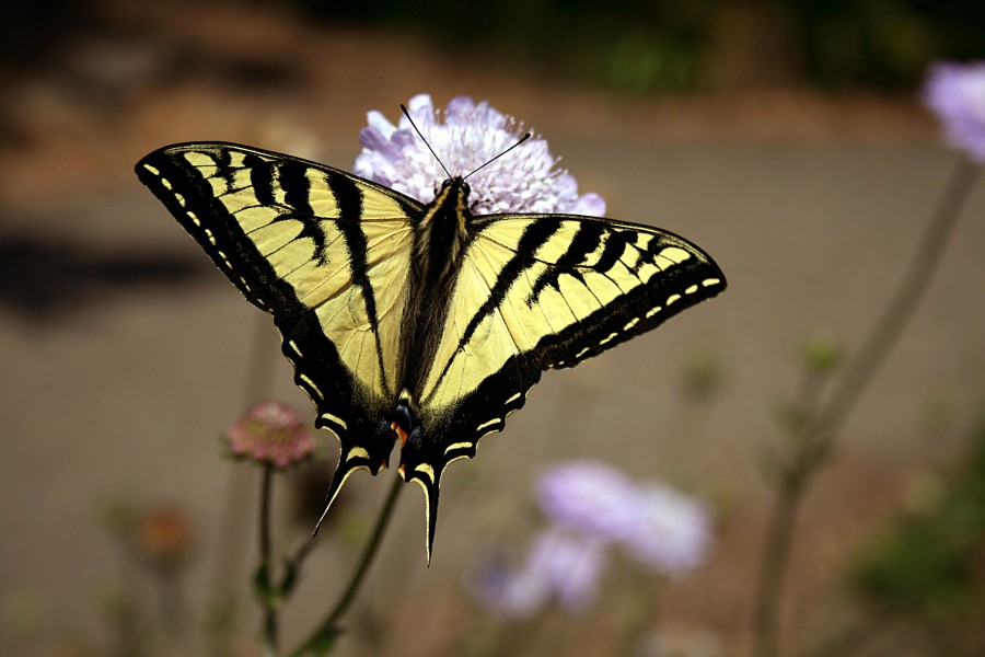 Swallowtail butterfly 2