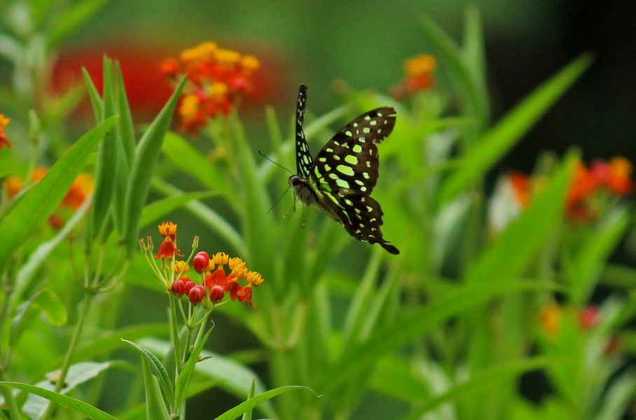 Tailed jay 1
