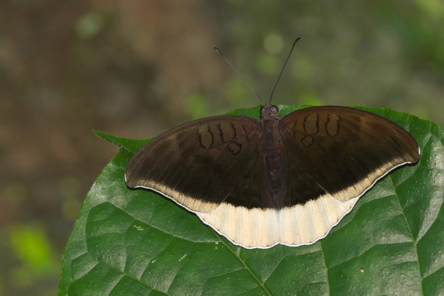 Tanaecia lepidea of Kadavoor