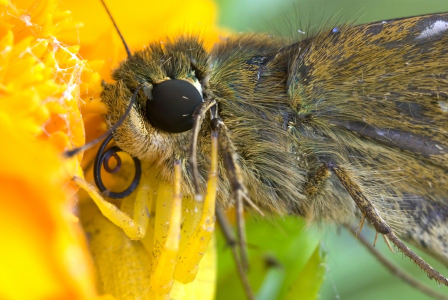 The crab spider which attacks the Dark Small-branded Swift