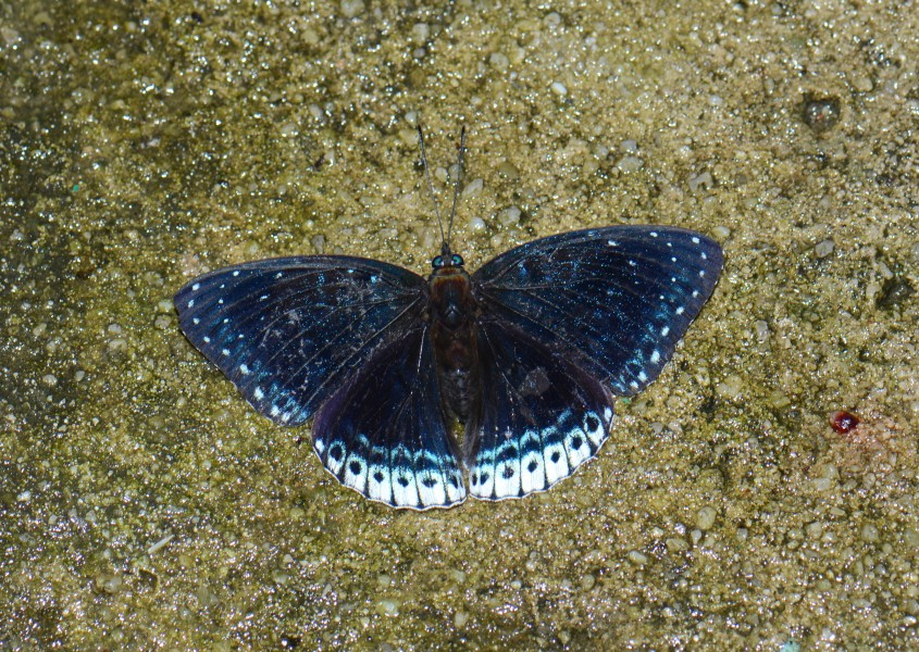 The Popinjay Stibochiona nicea subucula (26477667282)