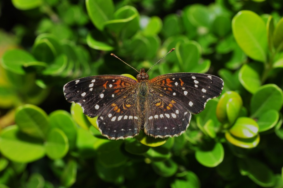 The Texan Crescentspot (Anthanassa texana) (9969132743)