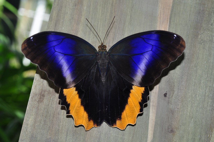 The Yellow-edged Giant Owl (Caligo atreus) (8507814520)